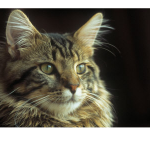 mainecoon.2 mainecoon.2
