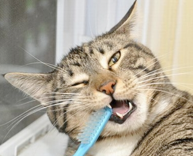 Oral Problems In Cats – Cat Diabetes & Cat Care