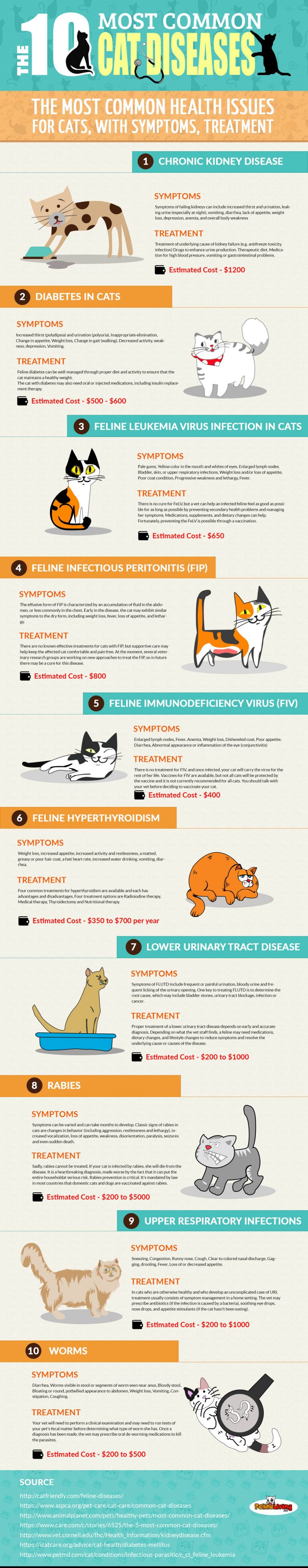 Common Cat Diseases – Cat Diabetes & Cat Care