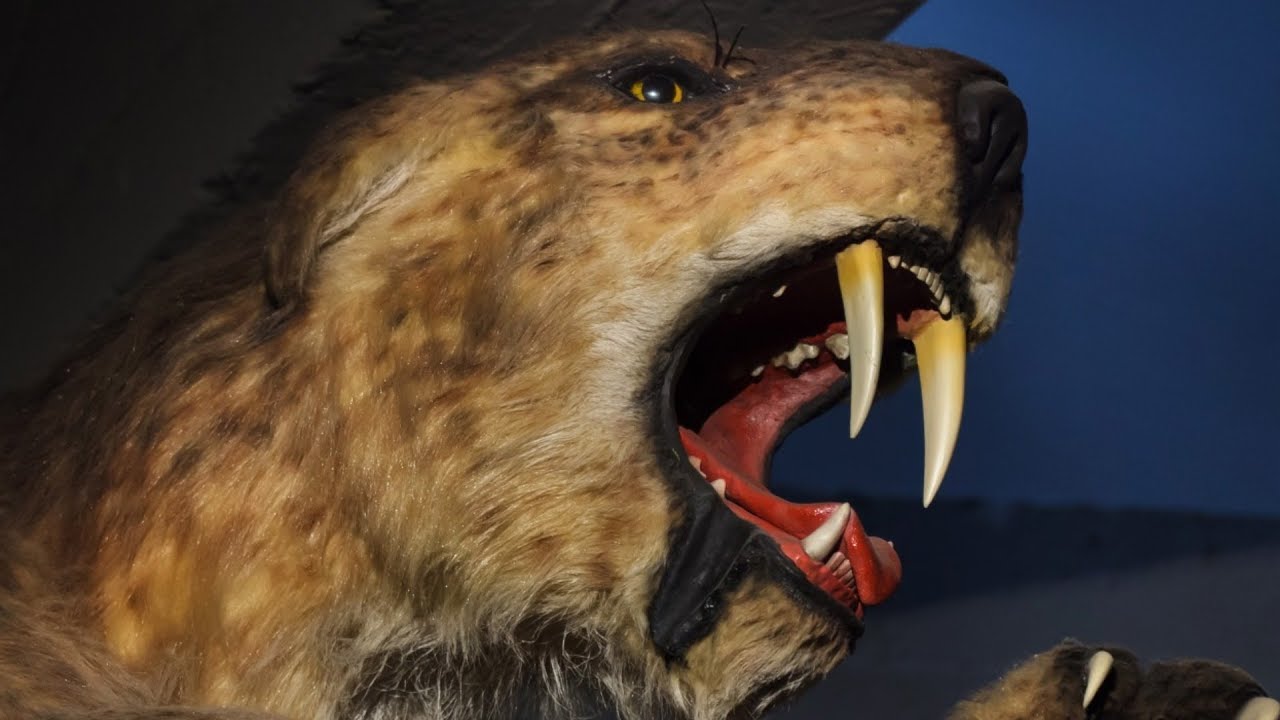 The Reason Why Saber-Toothed Tigers Went Extinct – Cat Diabetes & Cat Care