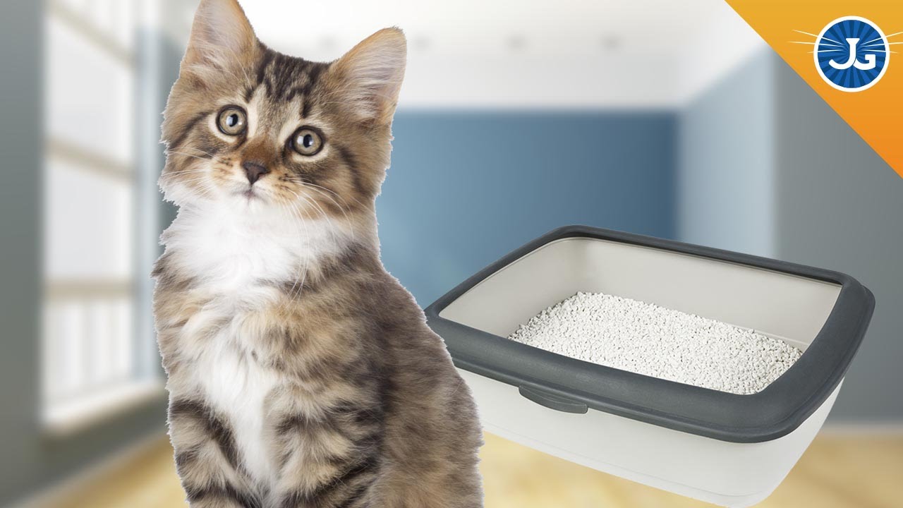 Litter Box Basics - Cat Diabetes & Cat Care