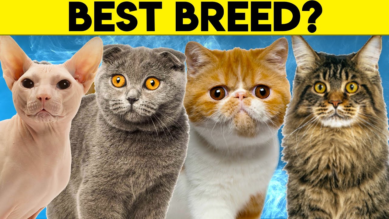 Best Cat Breeds For First Time Owners Cat Diabetes Cat Care