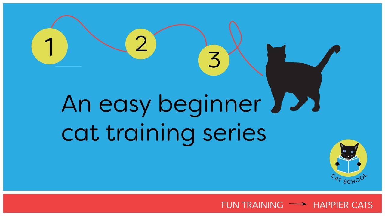 start-training-your-cat-a-beginner-series-cat-diabetes-cat-care